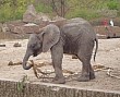 Elefanten-Baby Kariba im Berliner Tierpark; Foto: privat