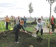 Speierlinge werden auf dem Ahrensfelder Berg gepflanzt; Foto: Axel Hildebrandt