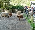 bei Gerda am Tag der Tierpaten in Kunsterspring; Foto: Elke Brosow