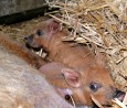 Gerda-Nachwucks; Foto: Tierpark Kunsterspring