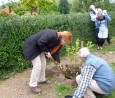 Obstbäume beim Umwelt- und Gartenfest am Kienberg gepflanzt; Foto: Axel Hildebrandt